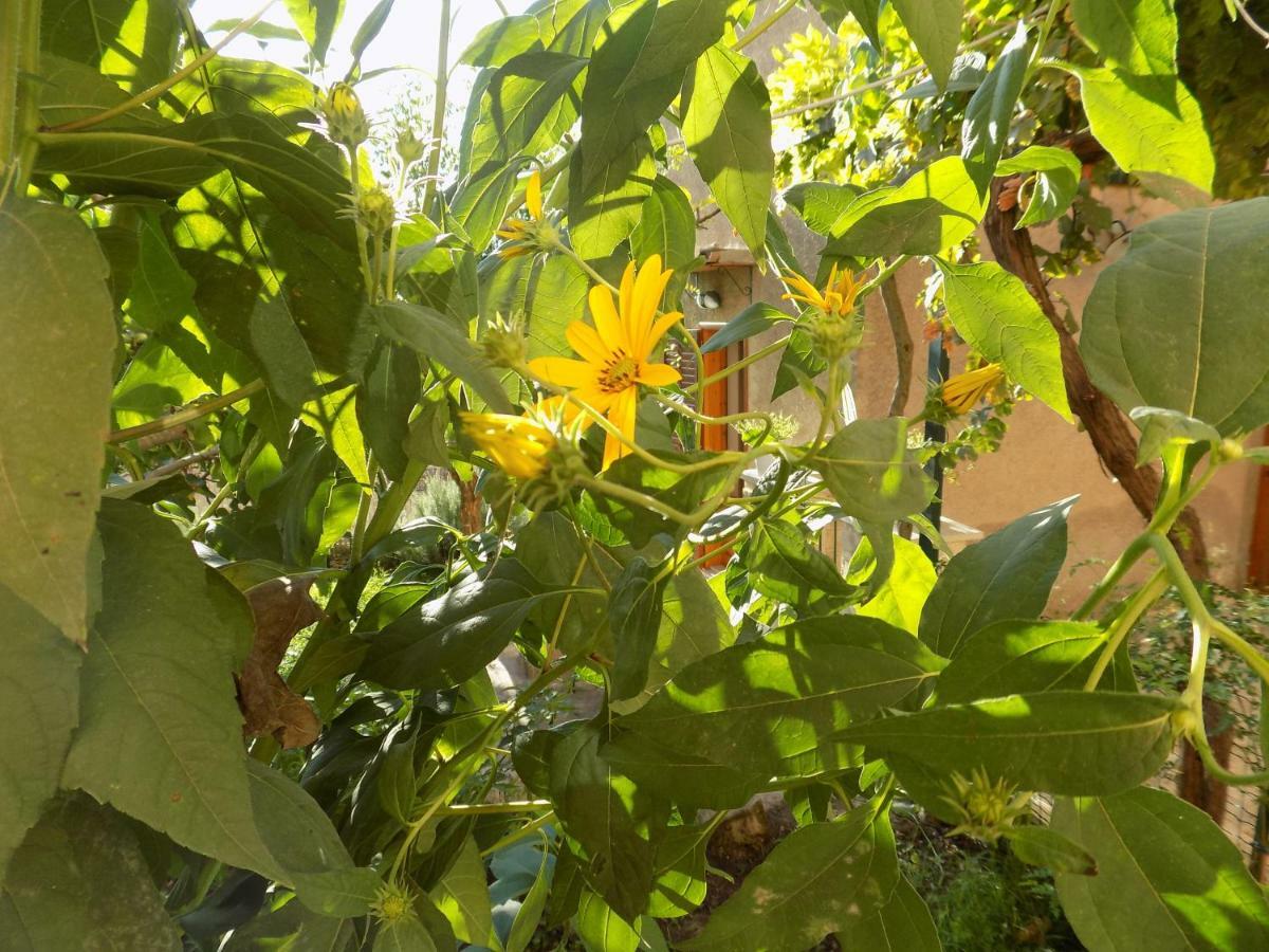 מודיקה Garden&House Amore Vero מראה חיצוני תמונה